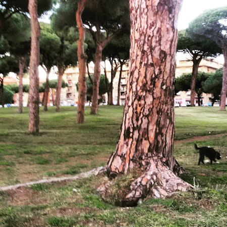 Patrizia (Liza) T.
