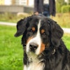 Mattias C.