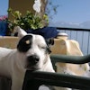 Alessia P.