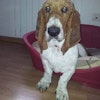 Jose Enrique S.